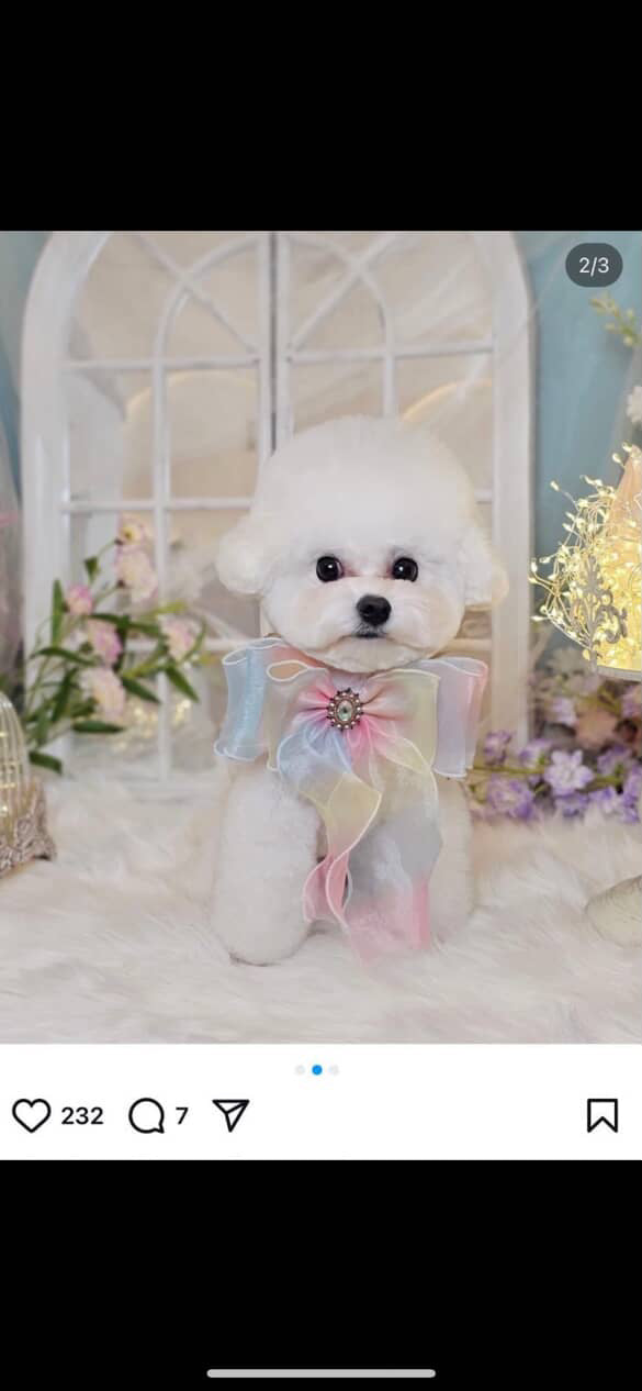 Bow Order for All Fluffed Up