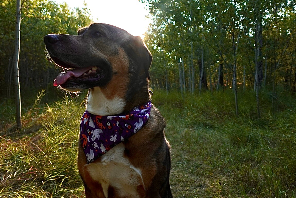 Spooky Tails Bandana Bundle – 40 Halloween Dog V- Bandanas (S/M/L)