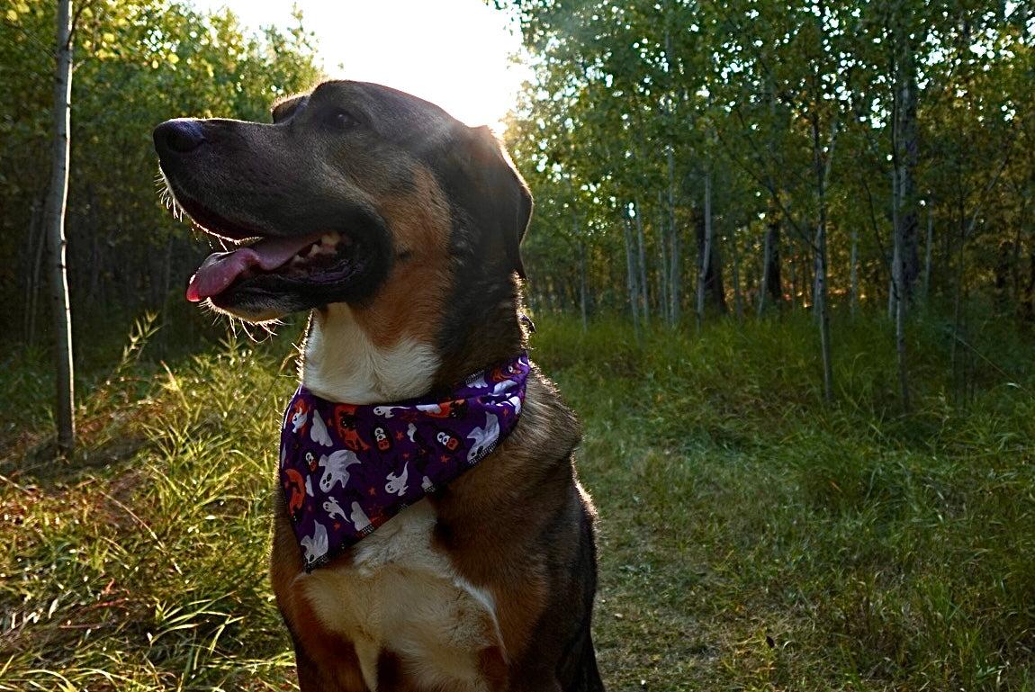 Spooky Tails Bandana Bundle – 40 Halloween Dog V- Bandanas (S/M/L)