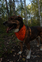 The Howl-O-Ween V-Cut Bandana Mega Pack – 72 Dog Bandanas (S/M/L)