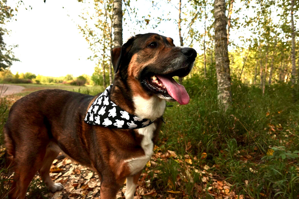 Spooky Paws Bandana Bundle – 40 Halloween Dog V- Bandanas (S/M/L)