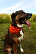 Howl-O-Ween Bandana Pack – 40 Triangle Dog Bandanas (S/M/L)