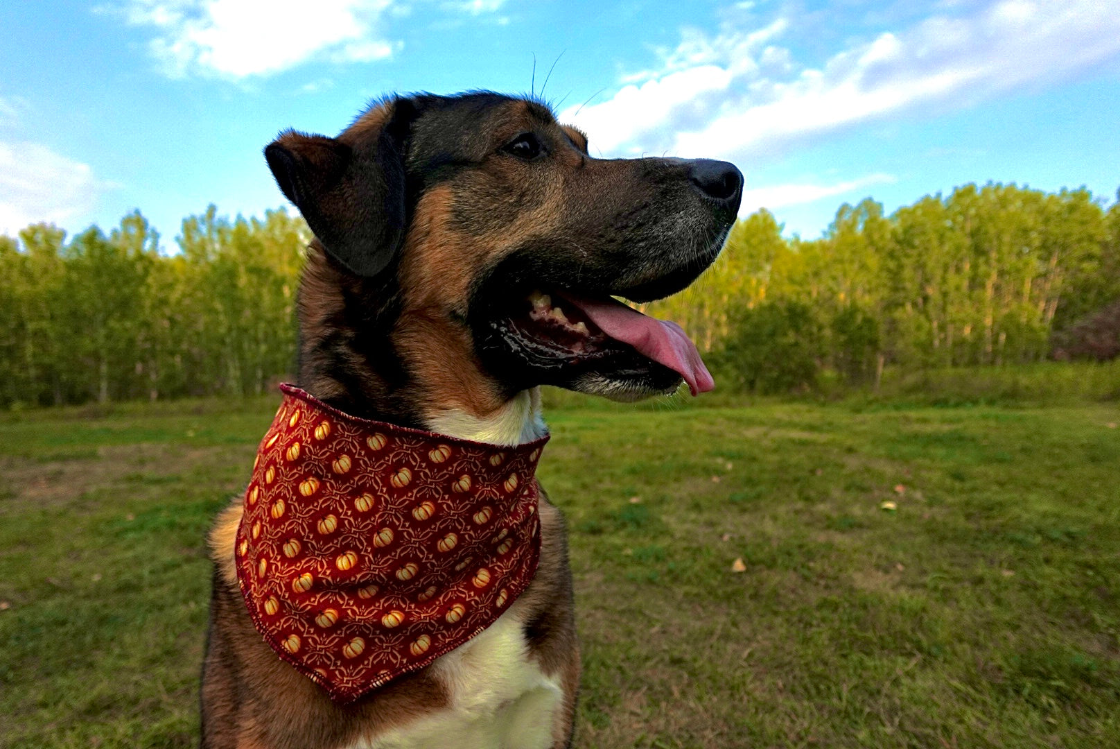 Howl-O-Ween Bandana Pack – 40 Triangle Dog Bandanas (S/M/L)