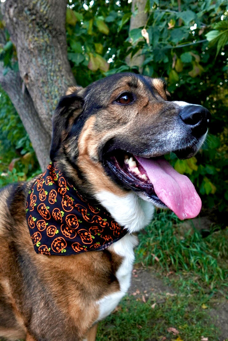 Howl-O-Ween Bandana Pack – 40 Triangle Dog Bandanas (S/M/L)